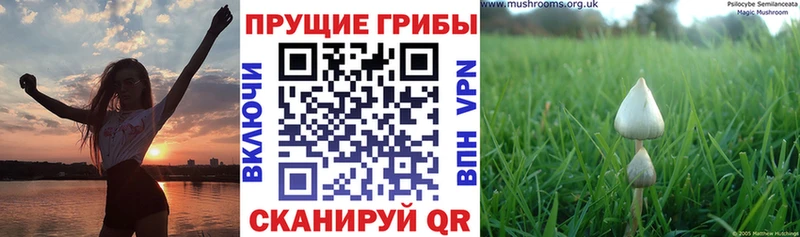 Галлюциногенные грибы мицелий  дарнет шоп  Гусь-Хрустальный 